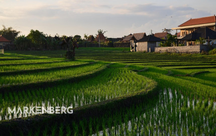 Raj na zemi - Moderná vila na Bali s vlastným bazénom a tropickou záhradou